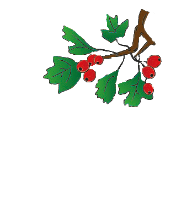 The Hawthorns Primary School